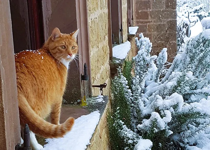 Herrenhaus Burg Vlatten Lejlighed *
